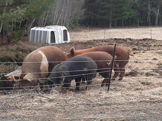 Our heritage breed pigs live outside year 'round au natural - rooting and turning land for us and for them. 