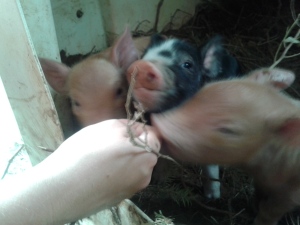 Piglets at a week old all ready for tasting fingers